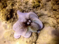   octopusnatural ligth Olympus 8080 wide angle  